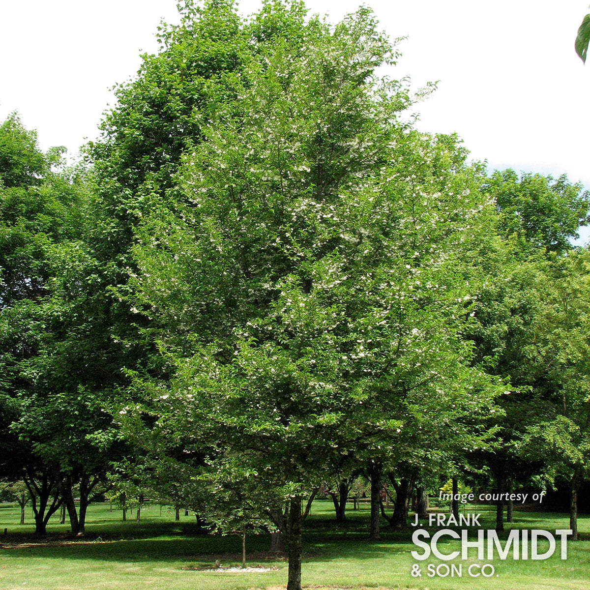 Styrax j. Snowcone 20gal Snowbell Tree