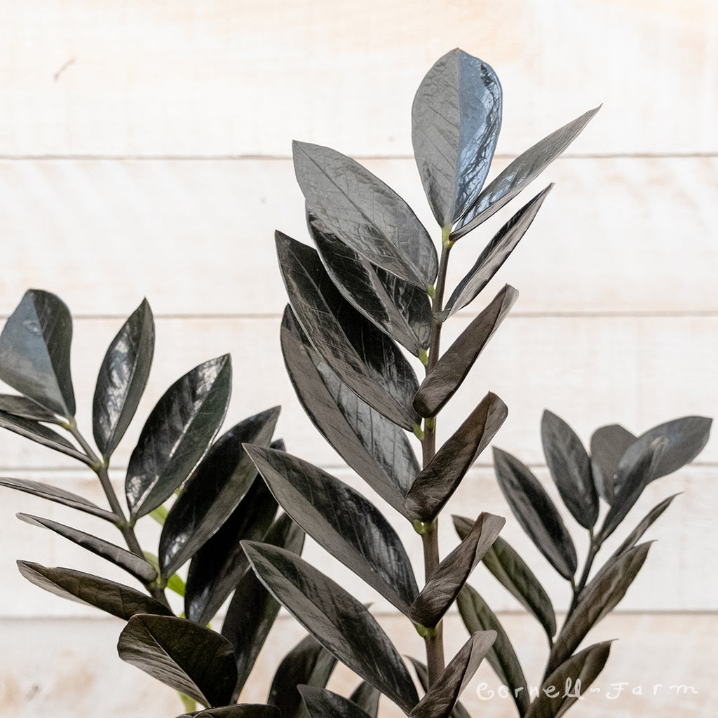 Zamioculcas zamiifolia 10in Black Raven ZZ Plant – Cornell Farm