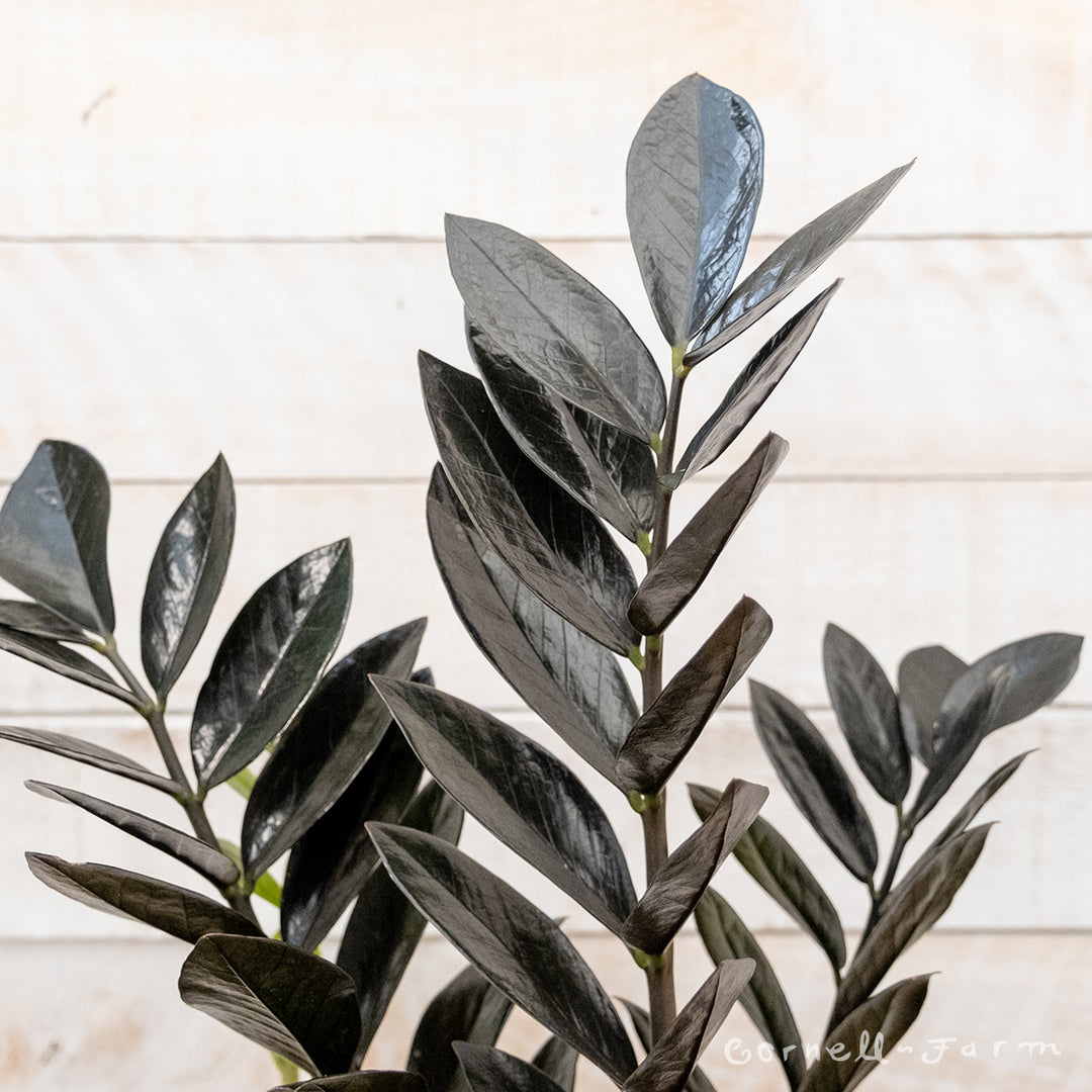 planta raven zz Zamioculcas zamiifolia 4in Raven ZZ Plant – Cornell Farm