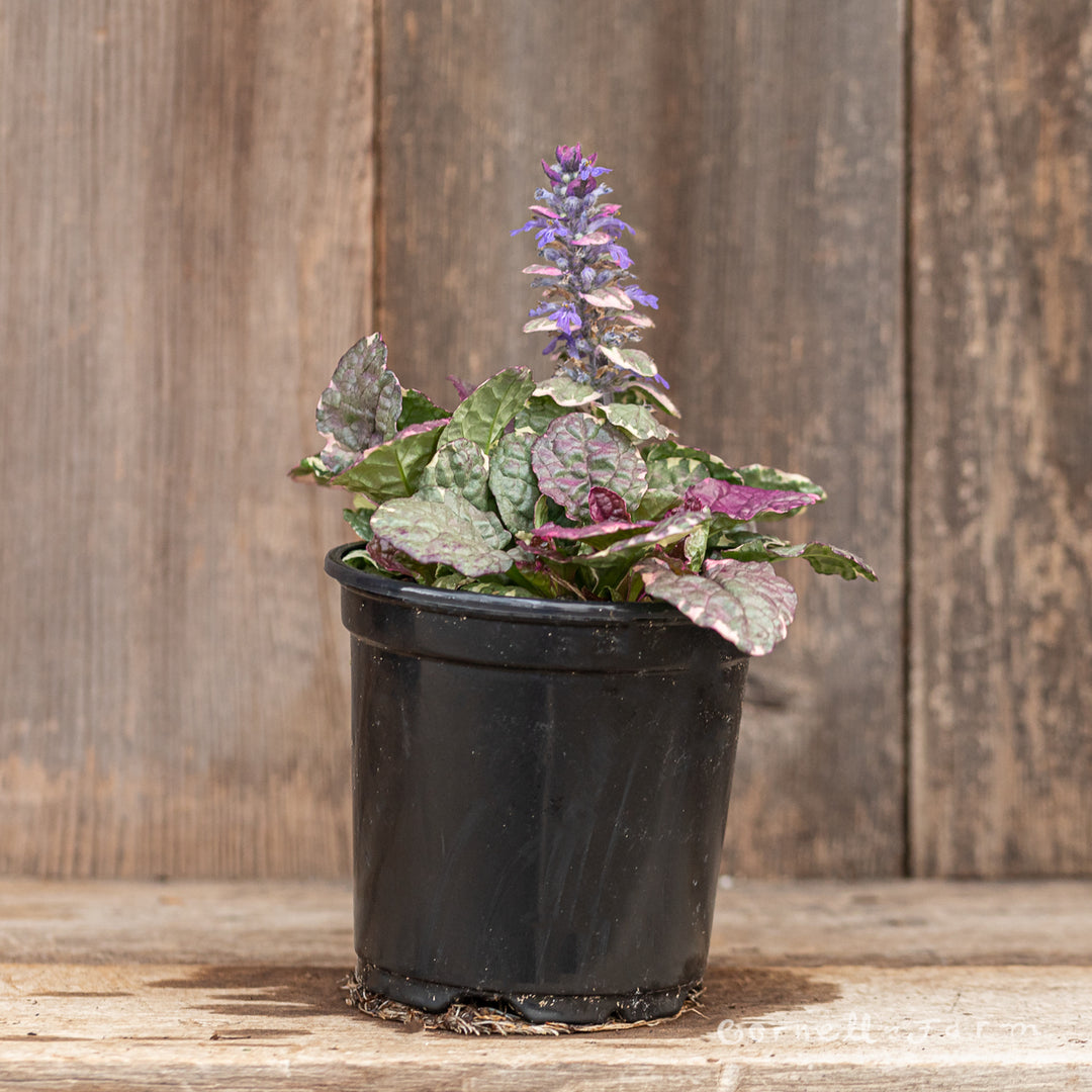 Ajuga reptans Burgundy Glow 4.25in CF