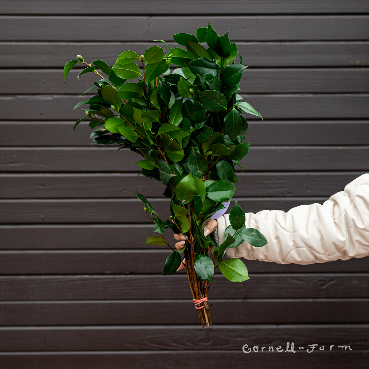 Camellia bunch