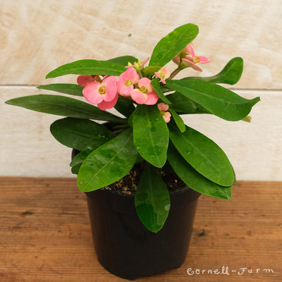 Euphorbia milii 4in Crown of Thorns
