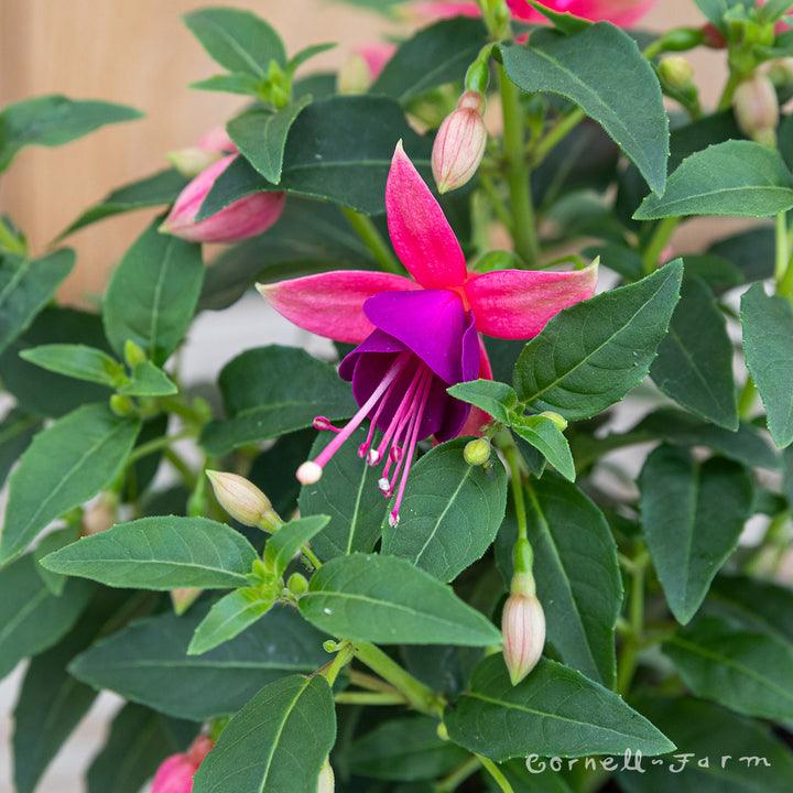 royal fuchsia stockx