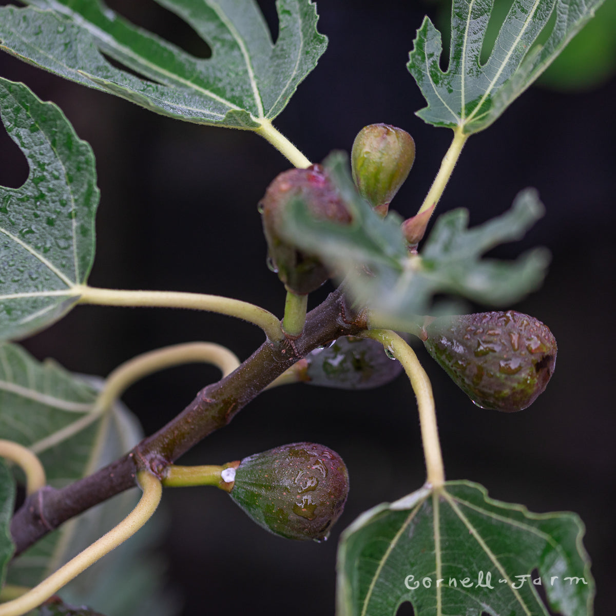 Fig Violette de Bordeaux 5gal