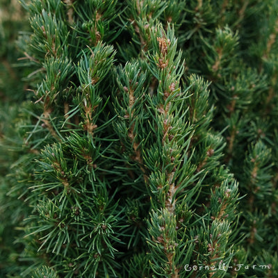 Picea glauca Jean's Dilly 3gal Dwarf Alberta Spruce