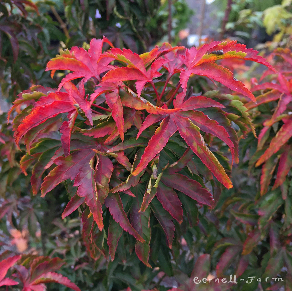 Acer p. Shishigashira 5gal Lion's Head Japanese Maple – Cornell Farm