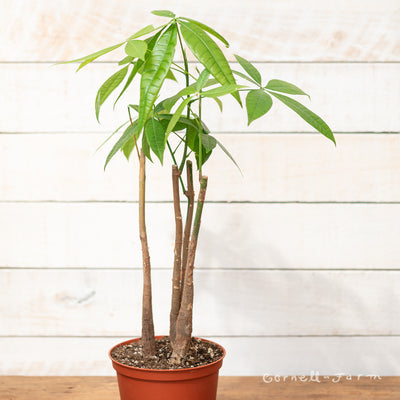 money tree stumps Pachira Aquatica 6in Money Tree Stump – Cornell Farm