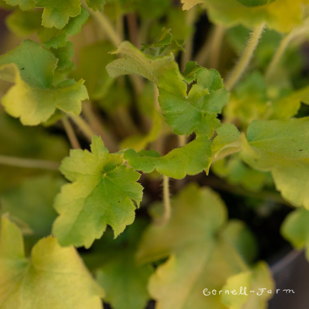 Heuchera Lime Marmalade