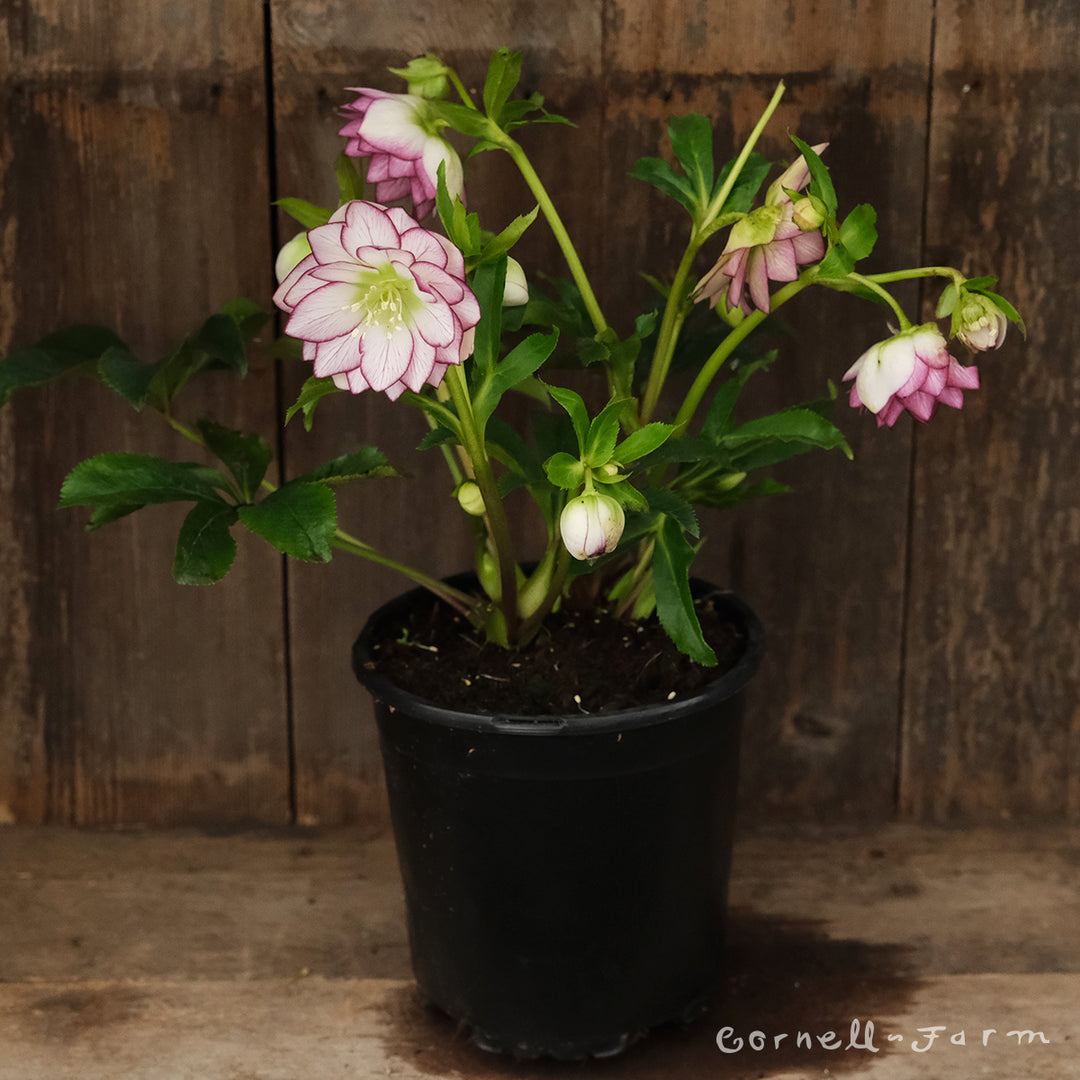 Helleborus Fire and Ice WJ 1gal Winter Jewels – Cornell Farm