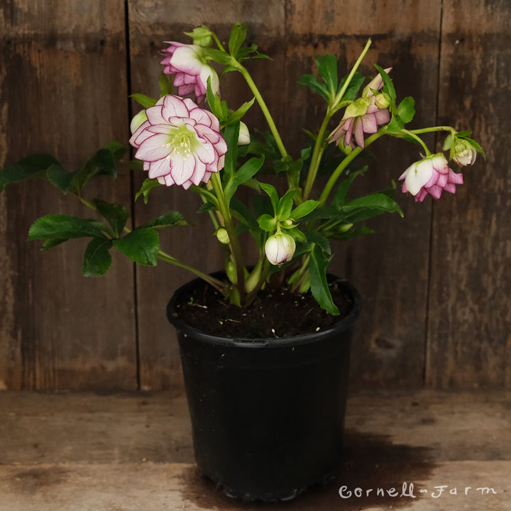 Helleborus Fire and Ice WJ 1gal Winter Jewels – Cornell Farm