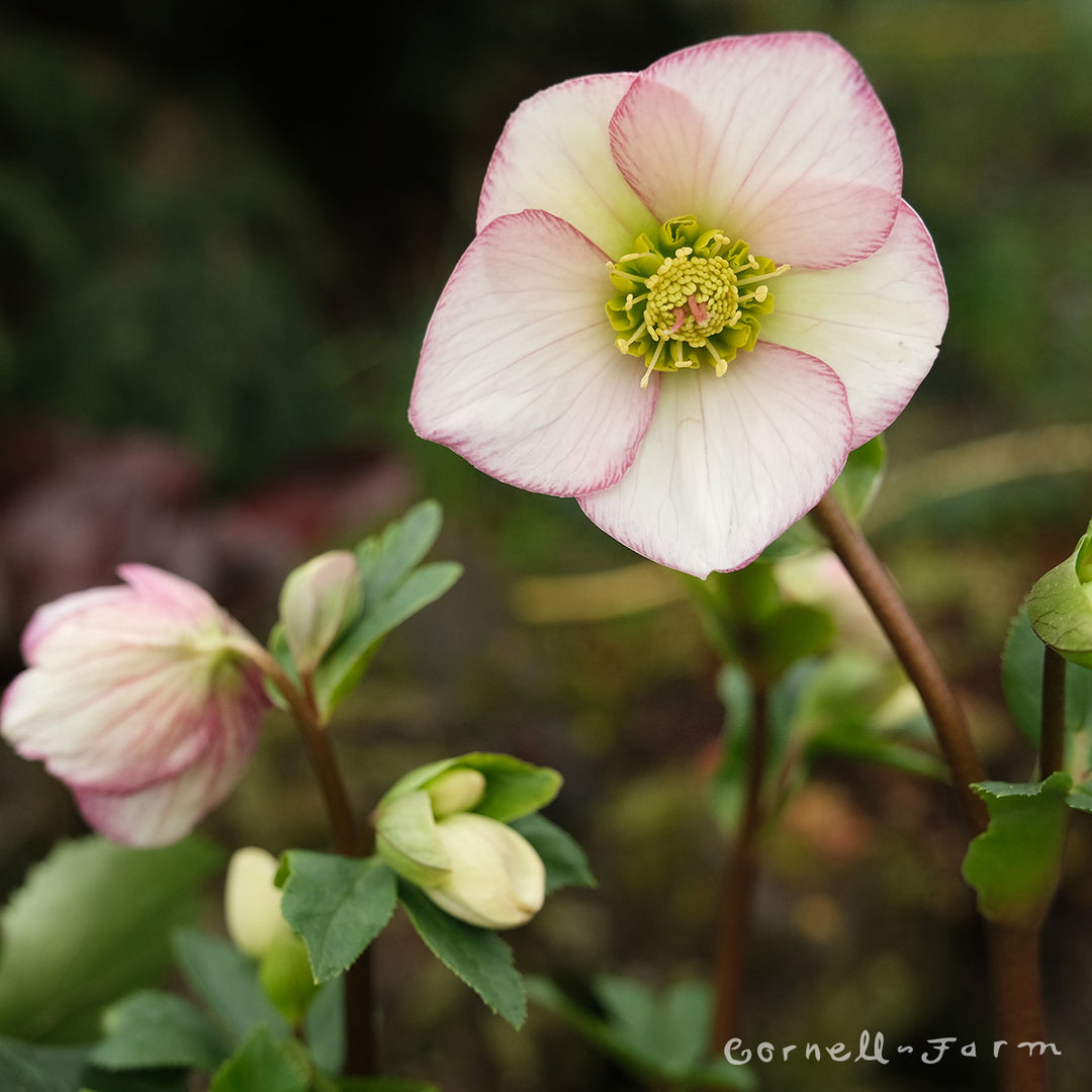 Helleborus Ice N' Roses Picotee HGC 1gal – Cornell Farm