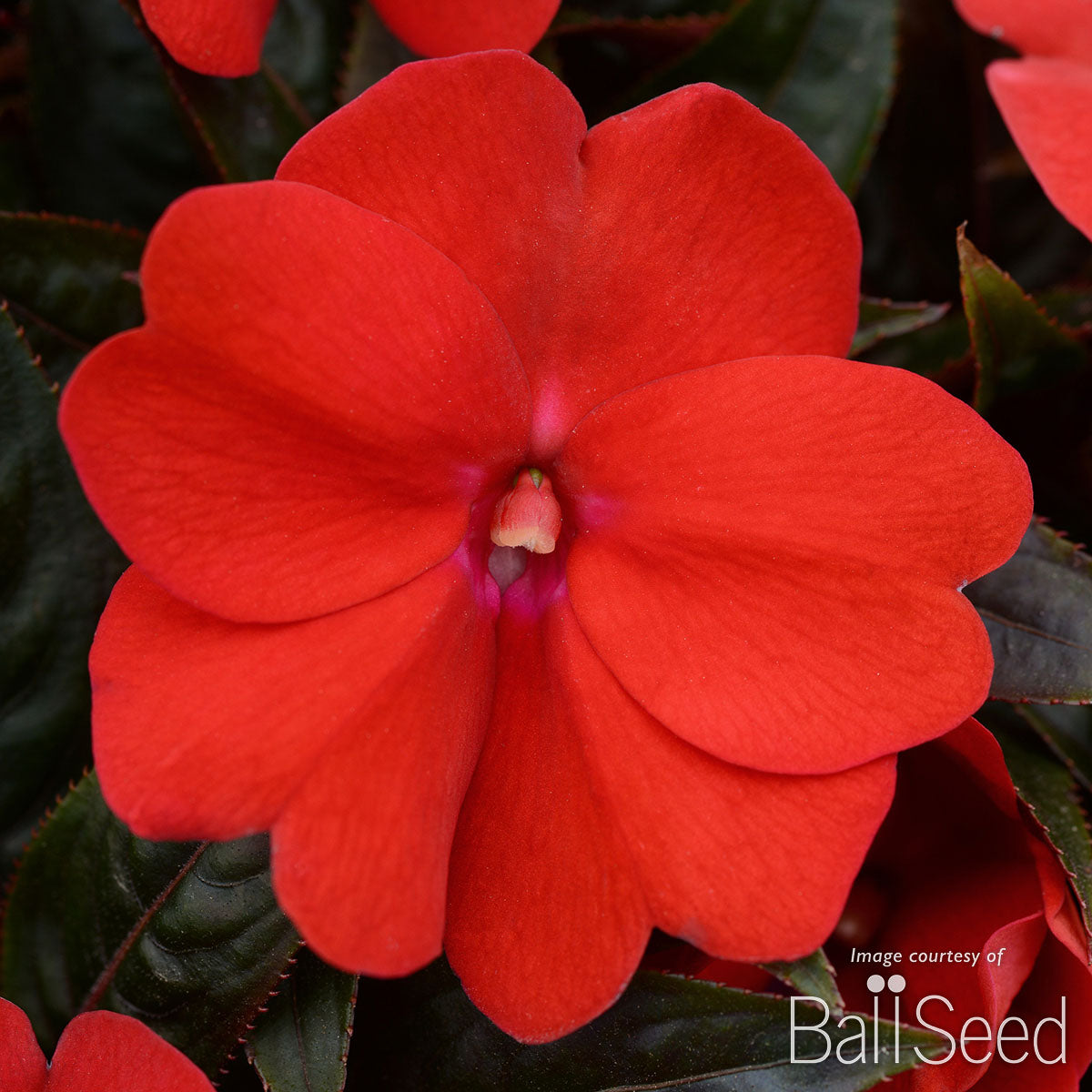 Impatiens-NG Dark Red 4.25in ColorPower CF