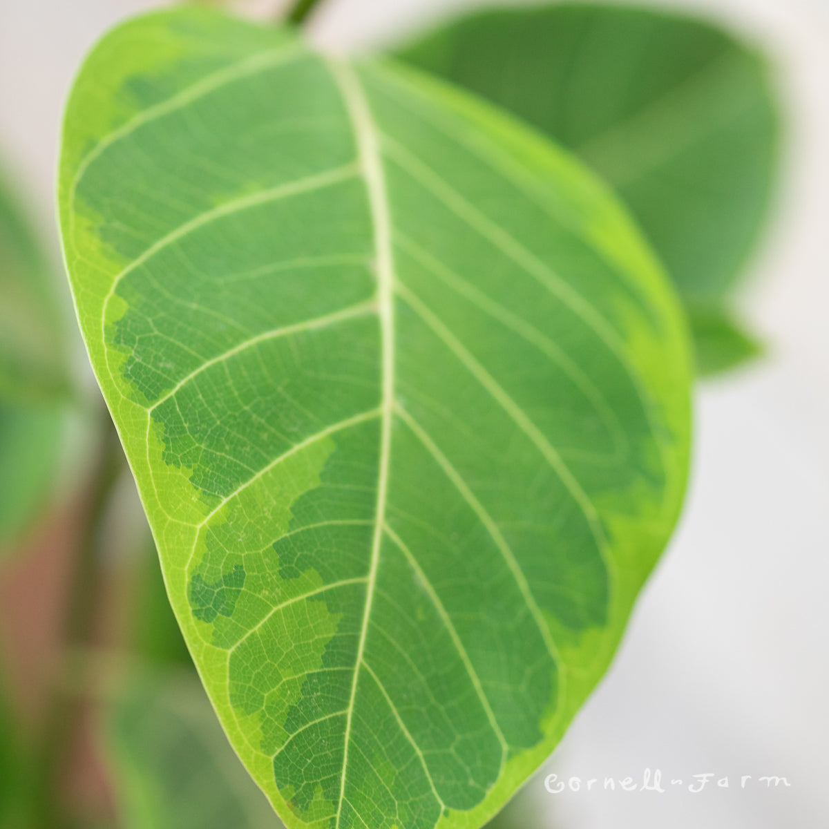 Ficus altissima 6in Council Tree