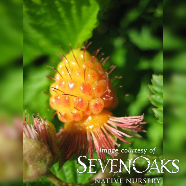 Rubus spectabilis 1gal Salmonberry