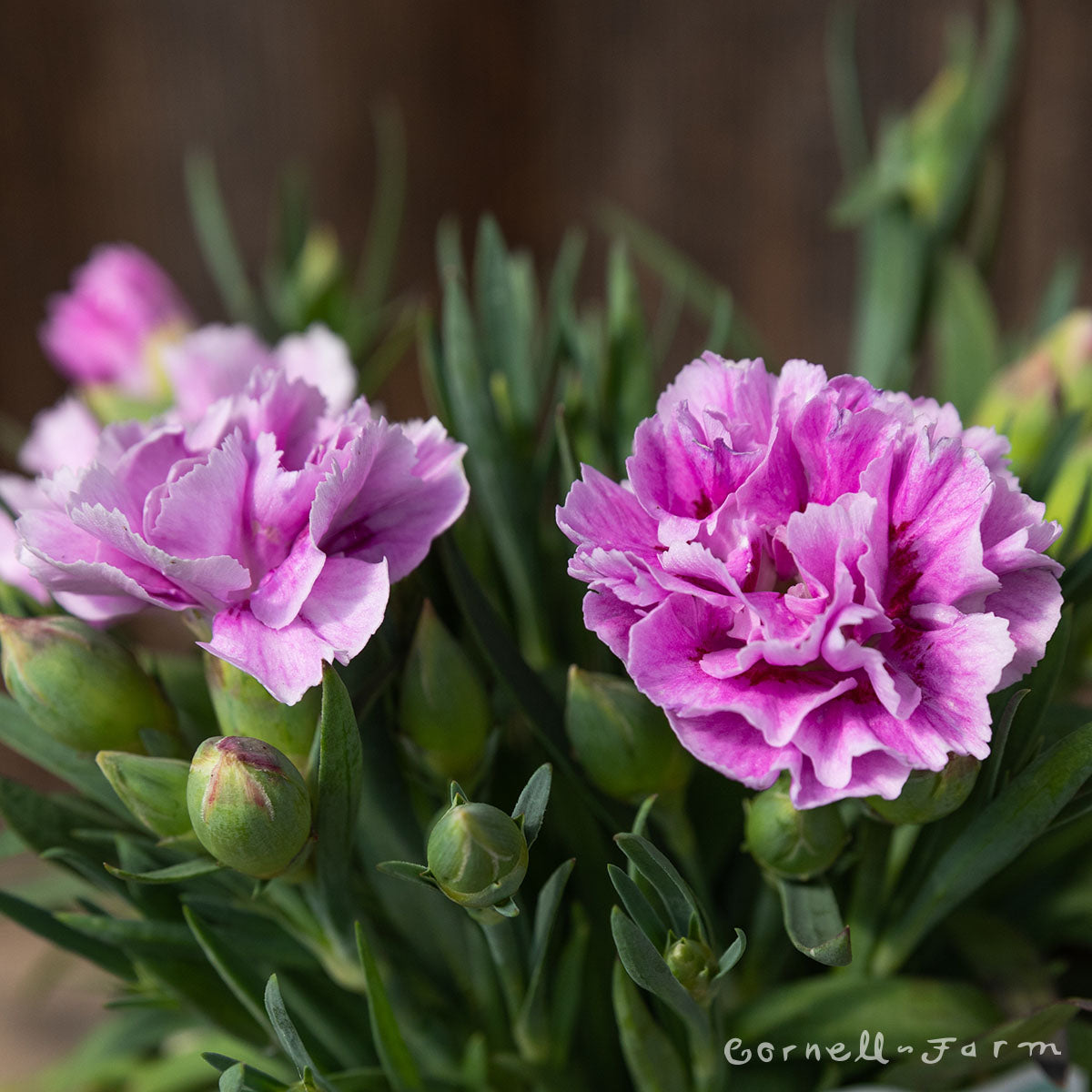 Dianthus Lavender+Eye SuperTrouper 4.25in CF