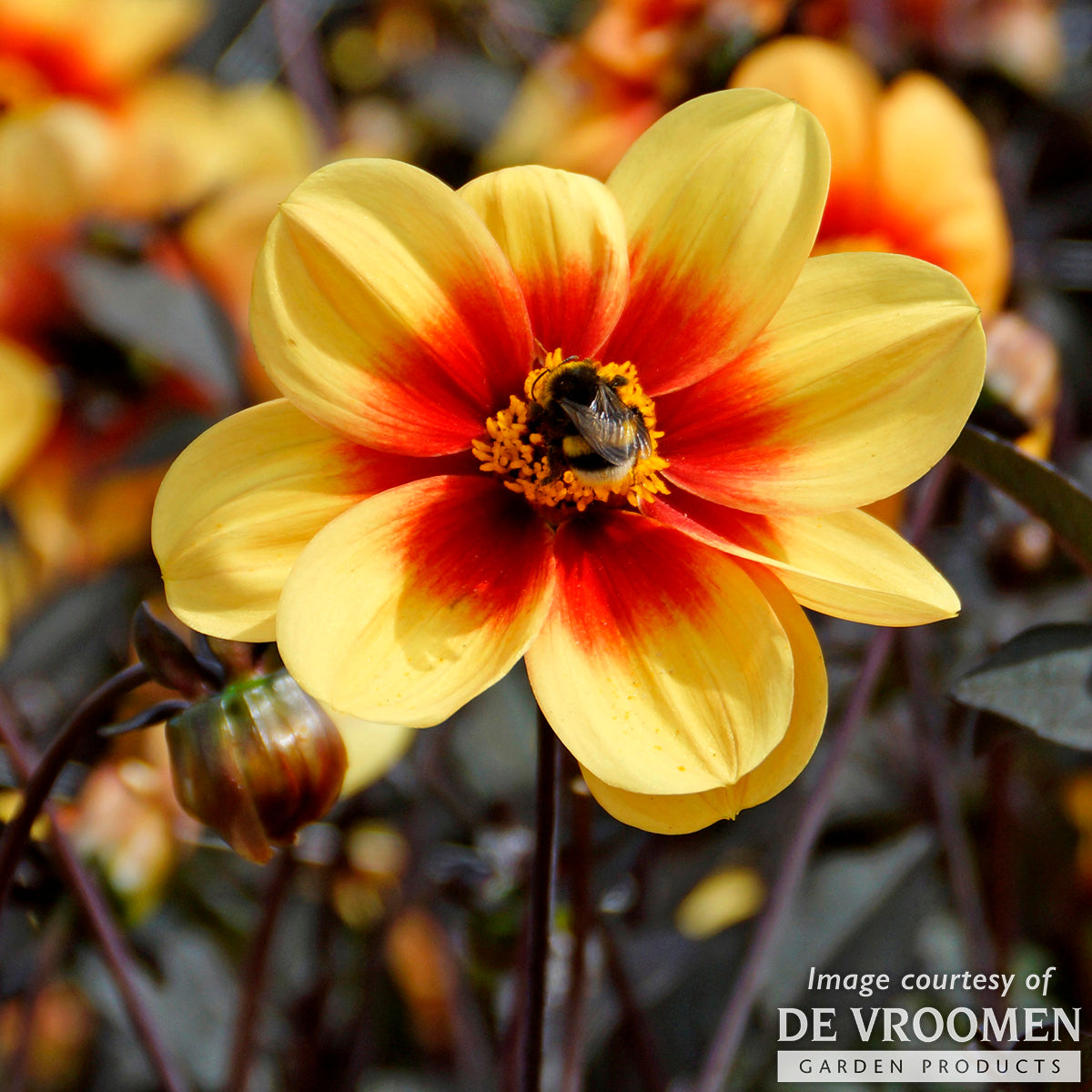 Dahlia Sunshine 1ct