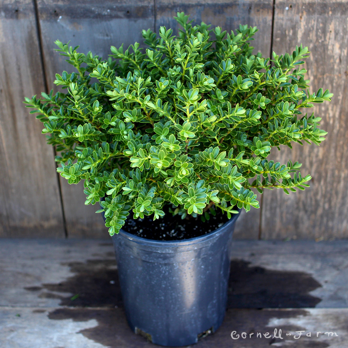 hebe indoor plant Hebe buxifolia 1gal