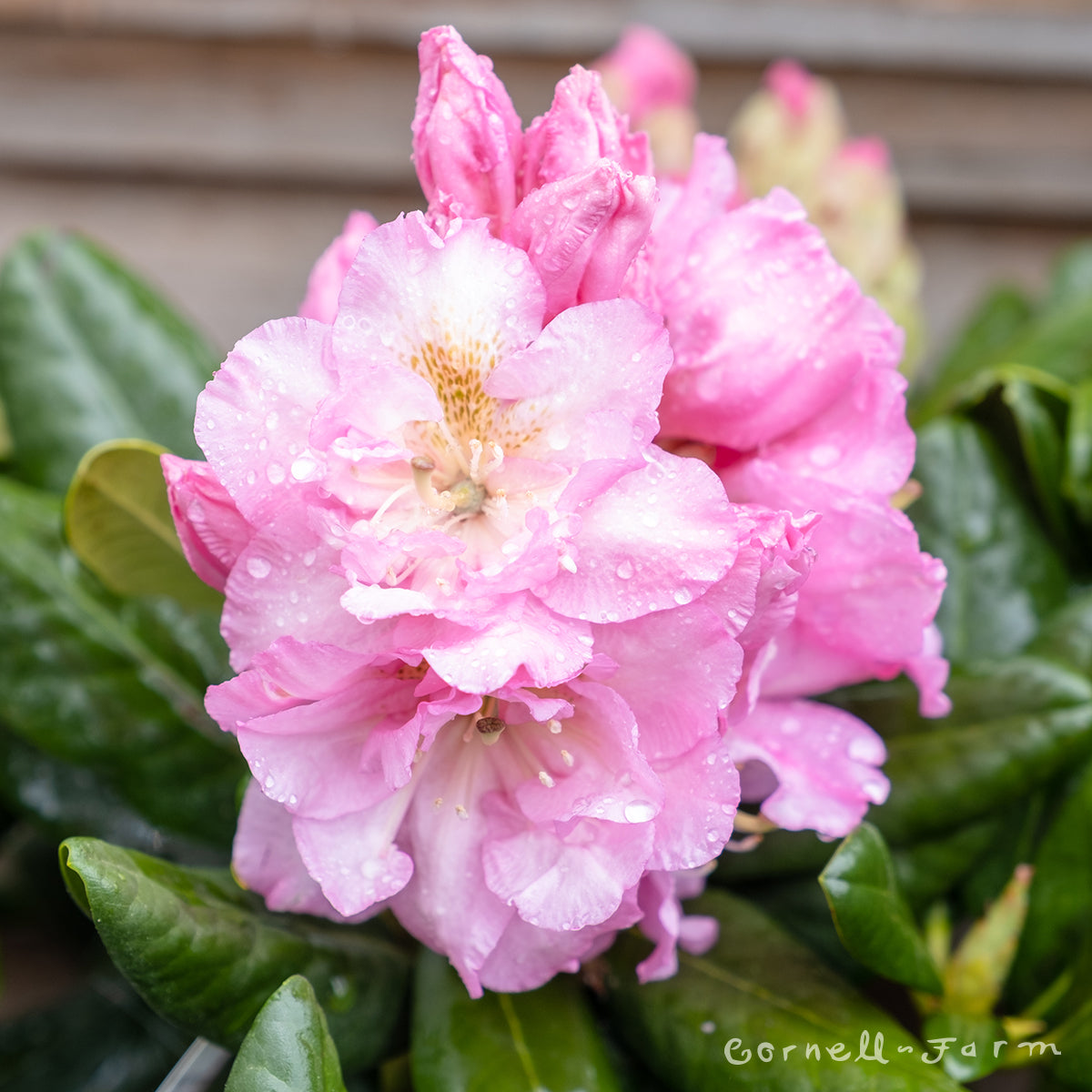 Rhododendron Janet Blair 21-24in