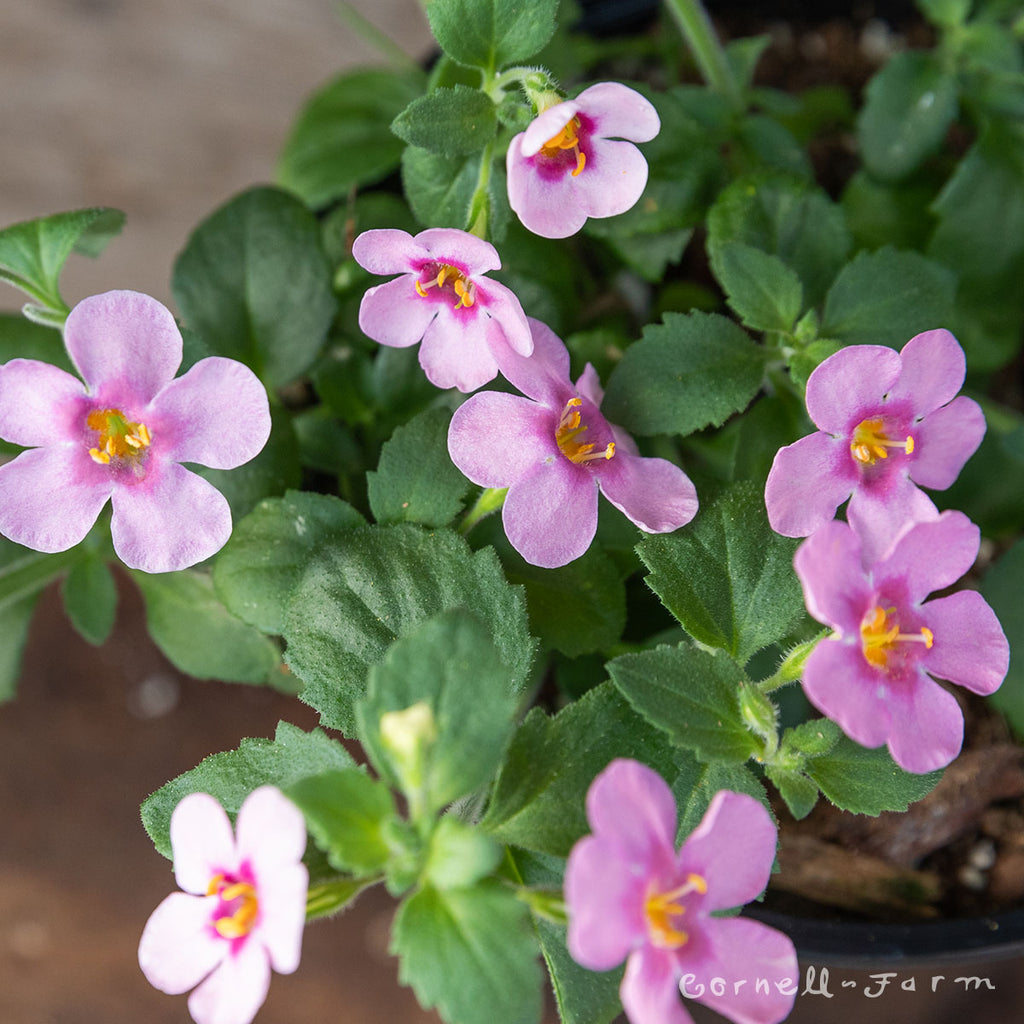 Bacopa Pink Shine