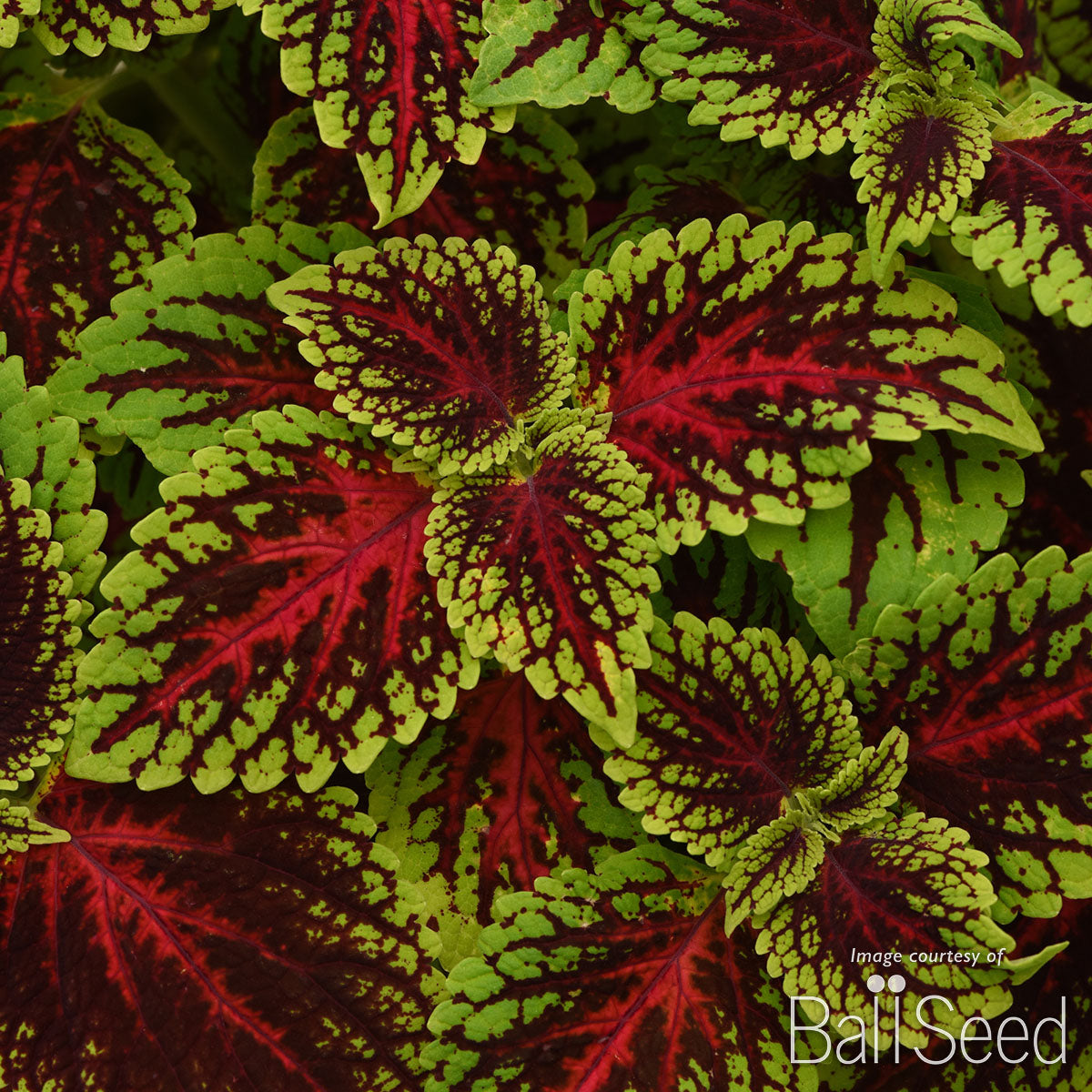 Coleus Dragon Heart 4.25in CF