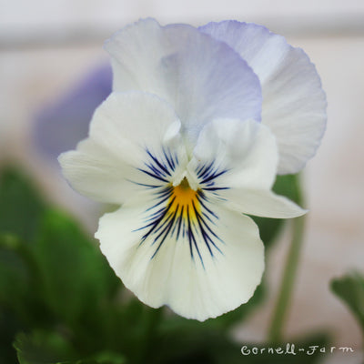 Pansy Cool Wave Blue Skies Qrt.
