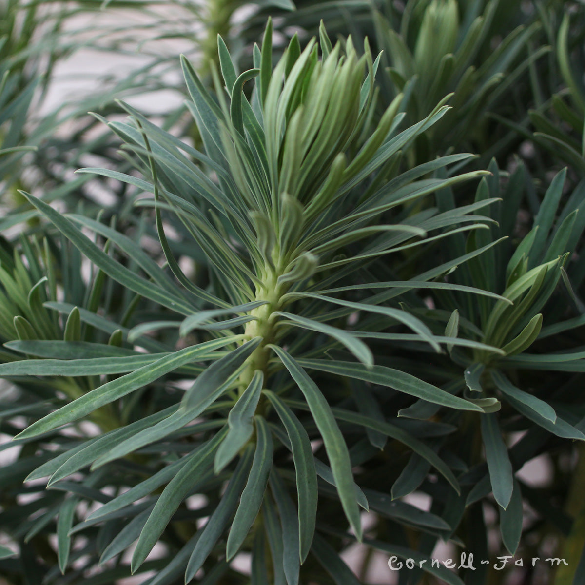 Euphorbia c wulfenii 1gal