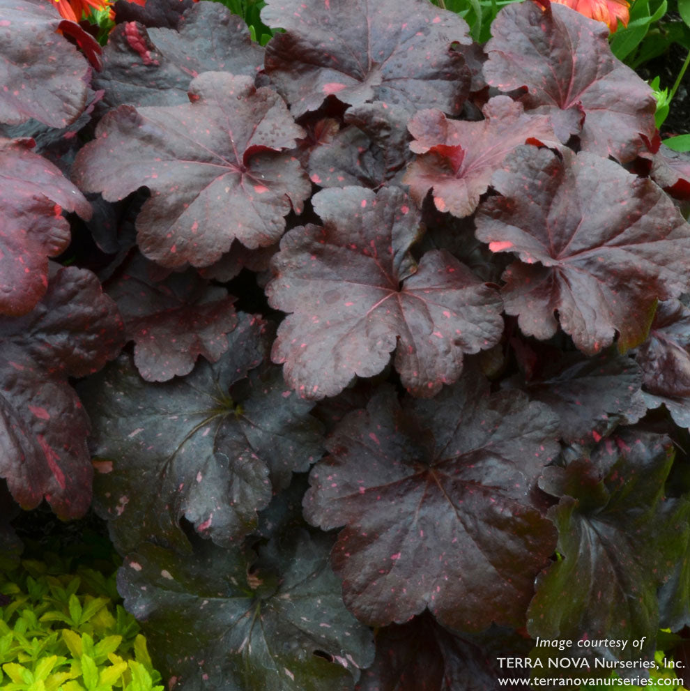 Cornell Farm Heuchera Galaxy