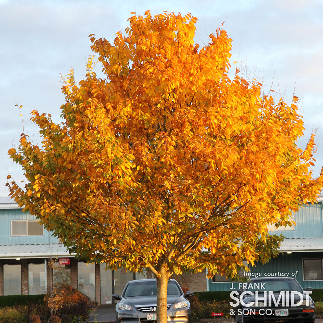 250d80bcc15c18749c5300c7fdaf94