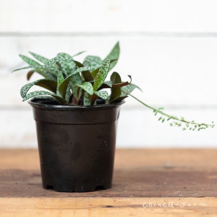 silver squill plant indoor care Ledebouria socialis 4in Silver Squill Leopard Lily Scilla Violacea –  Cornell Farm