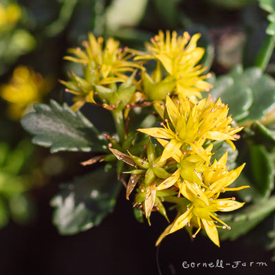 Sedum Little Miss Sunshine 1gal CF