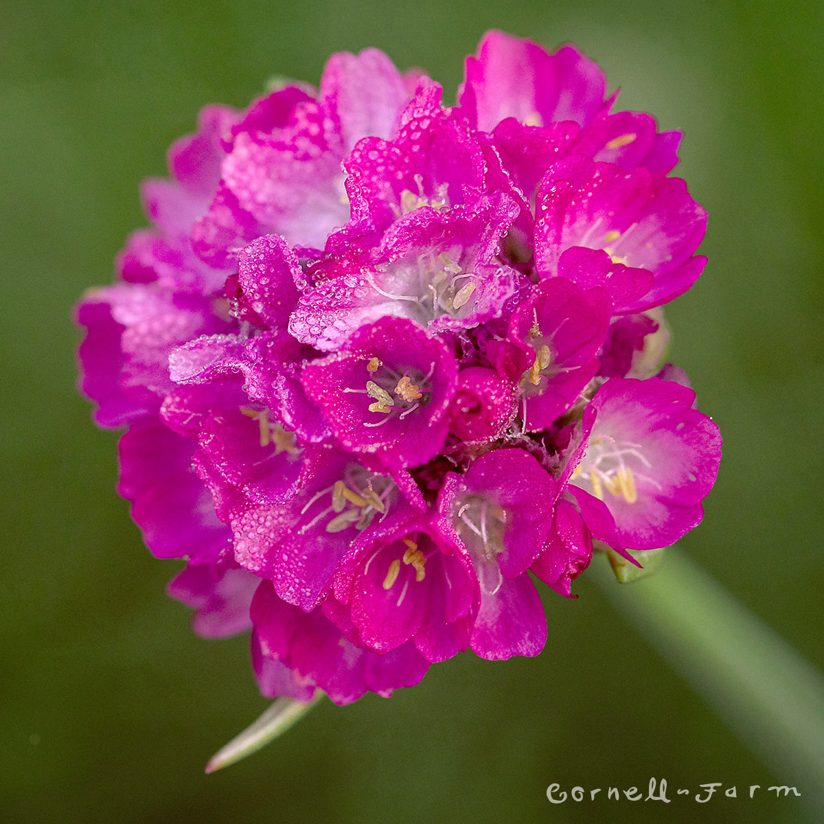 Armeria maritima Splendens 1gal