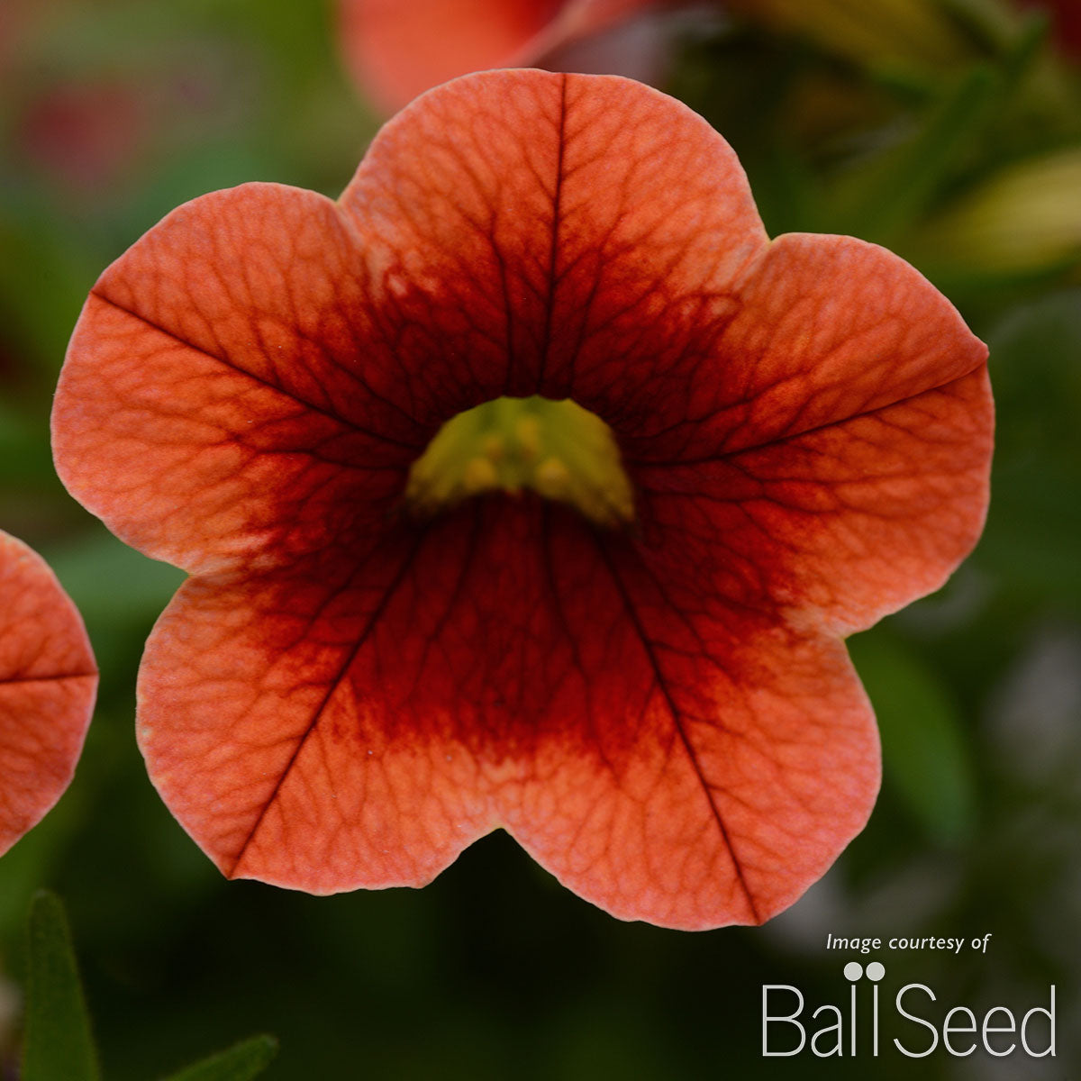 Calibrachoa Conga Orange Kiss 4.25in CF