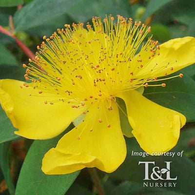 Hypericum calycinum 4in St. John's Wort