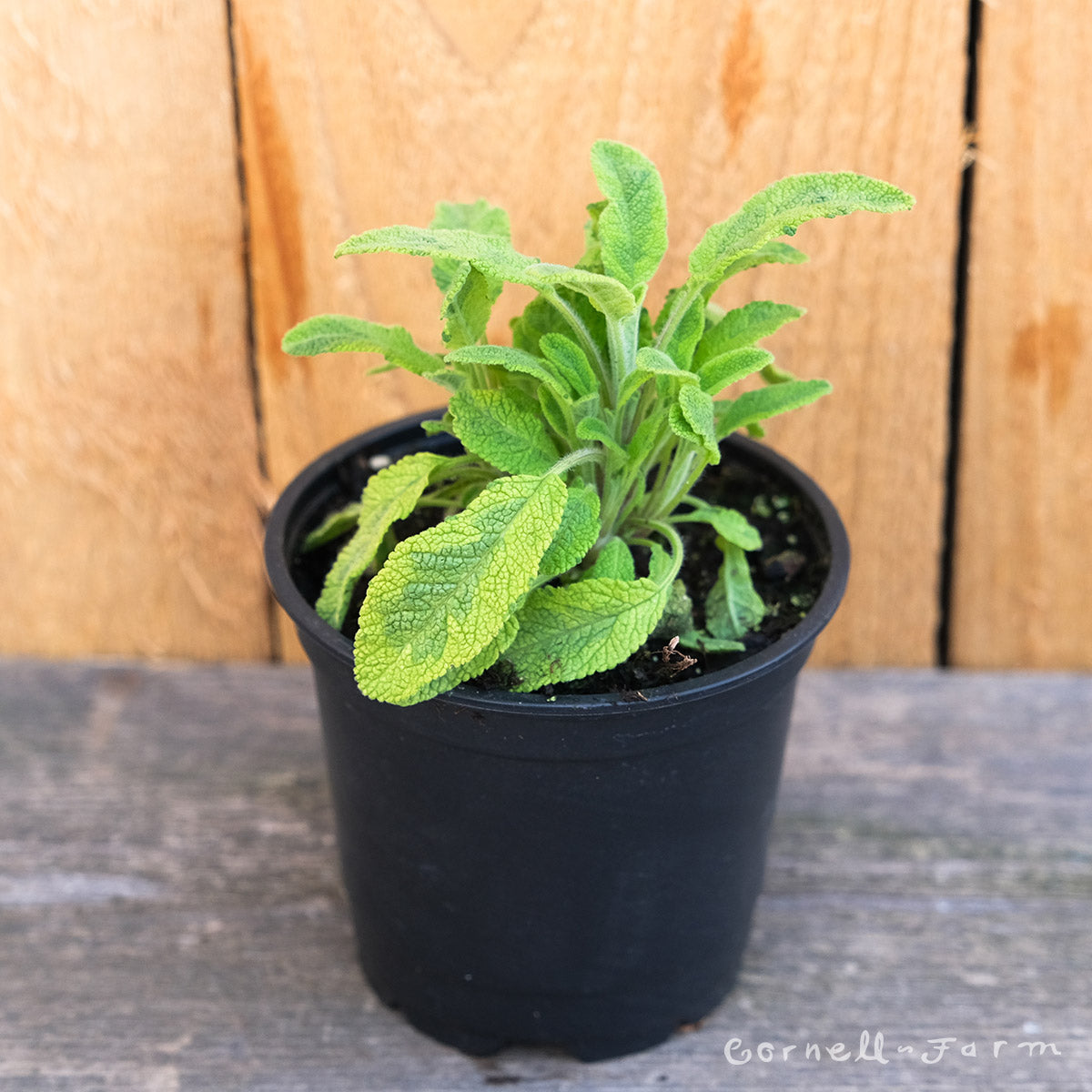 Salvia off Icterina Bicolor 4in Sage