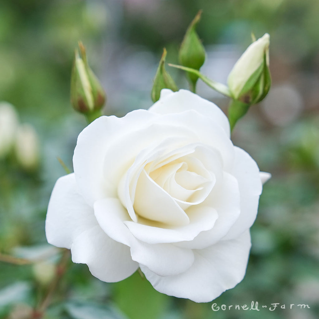 Star Roses Iceberg Rose