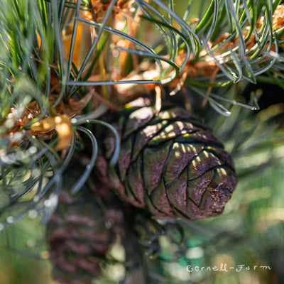 Pinus parviflora Glauca 3gal Japanese White Pine