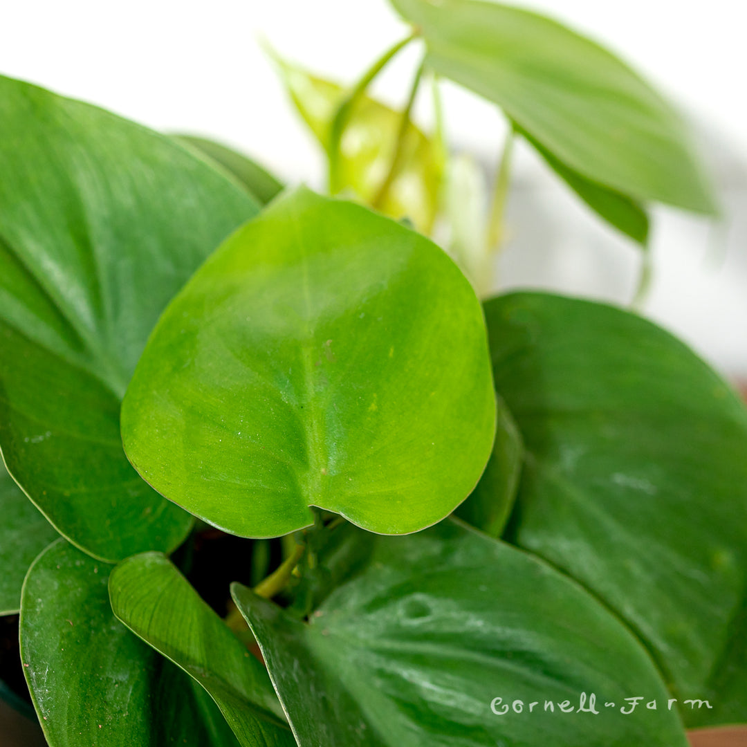 philodendron hederaceum common name Philodendron hederaceum 4in Heart Leaf – Cornell Farm