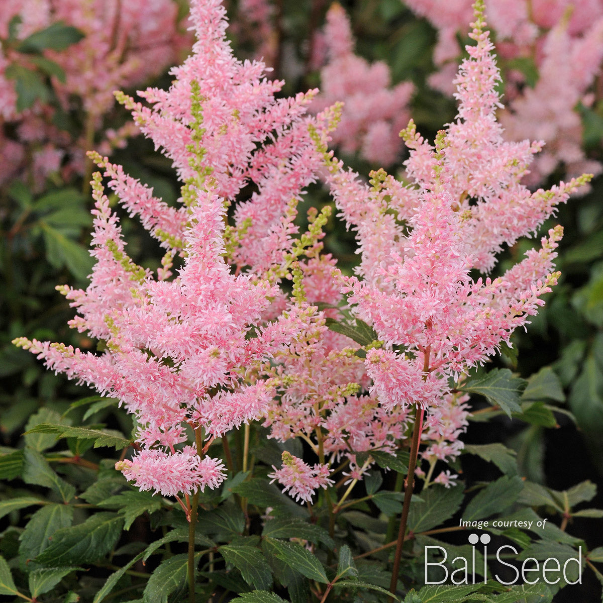 Astilbe Younique Salmon 1gal