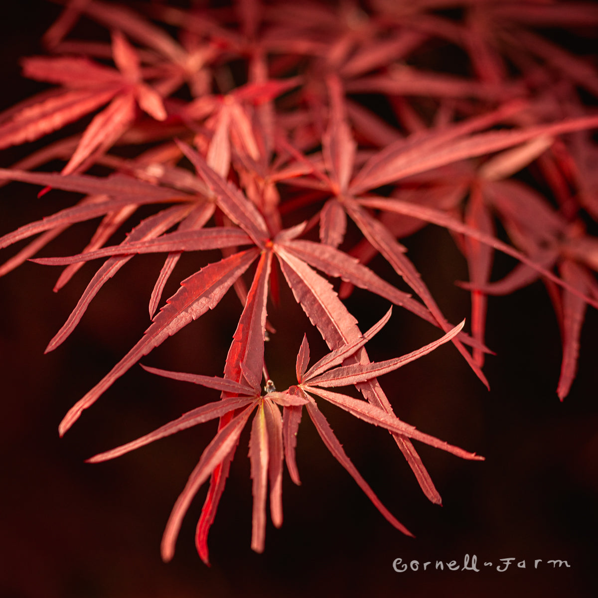 Acer p. l. Red Spider 6gal Multi stem Japanese Maple