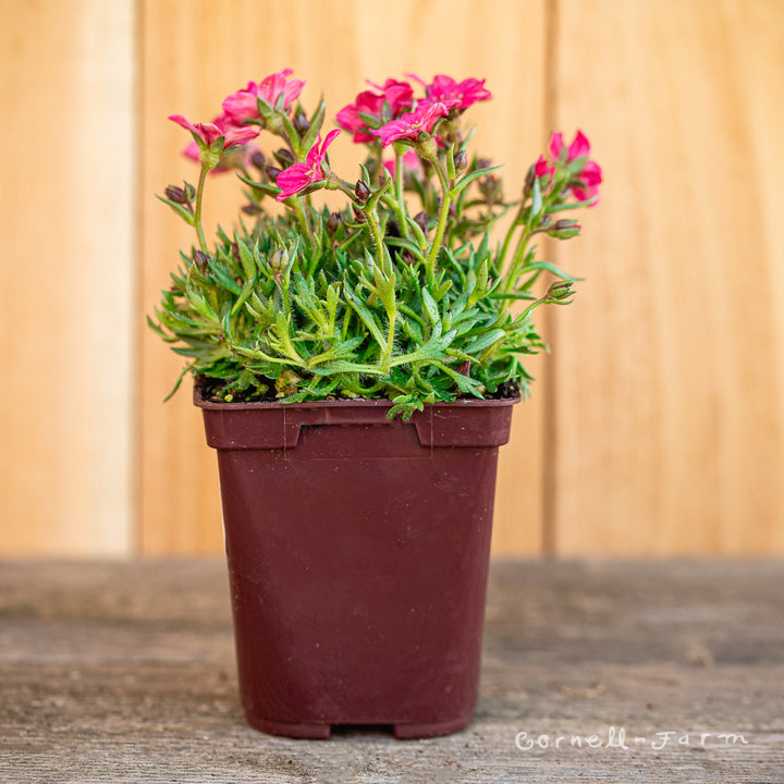 Saxifraga Alpino Early Carnival 4in. – Cornell Farm
