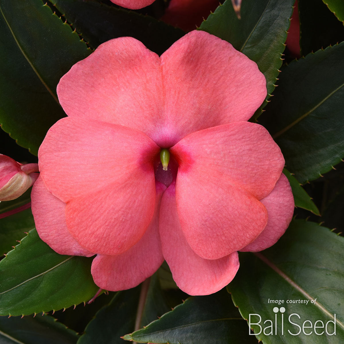 Impatiens-NG Salmon Pink 4.25in ColorPower CF