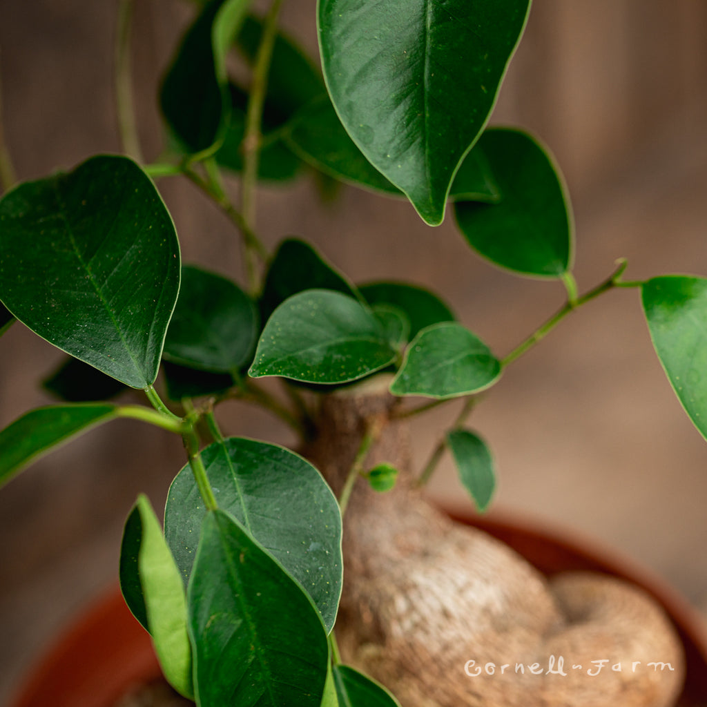 Ficus microcarpa 6in Ginseng Bonsai