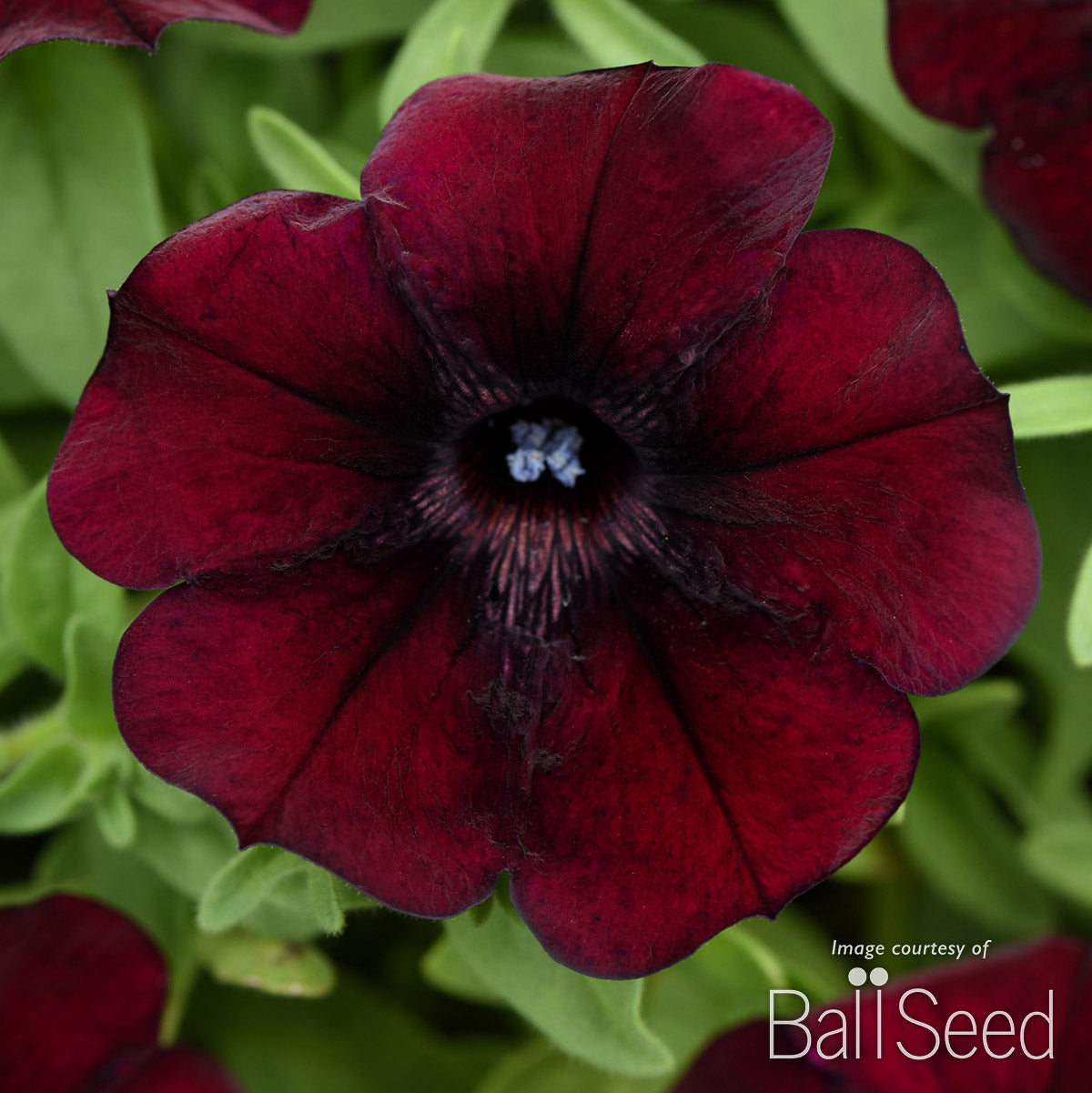 Petunia Starlet Pinot Red 4.25in CF