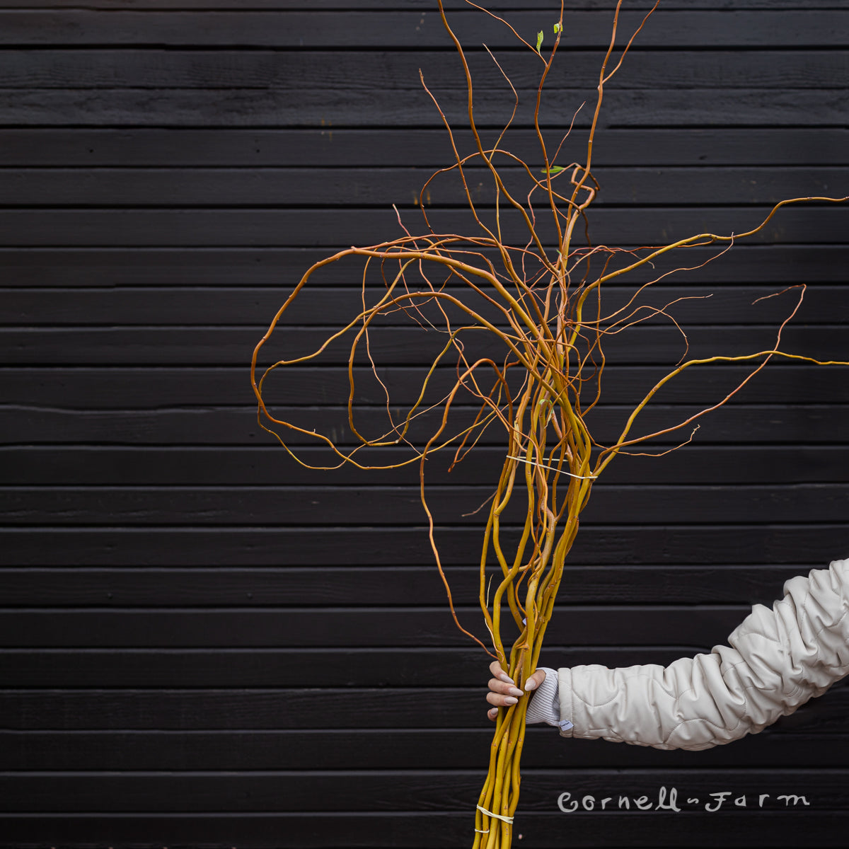 Curly Willow bunch 4ft