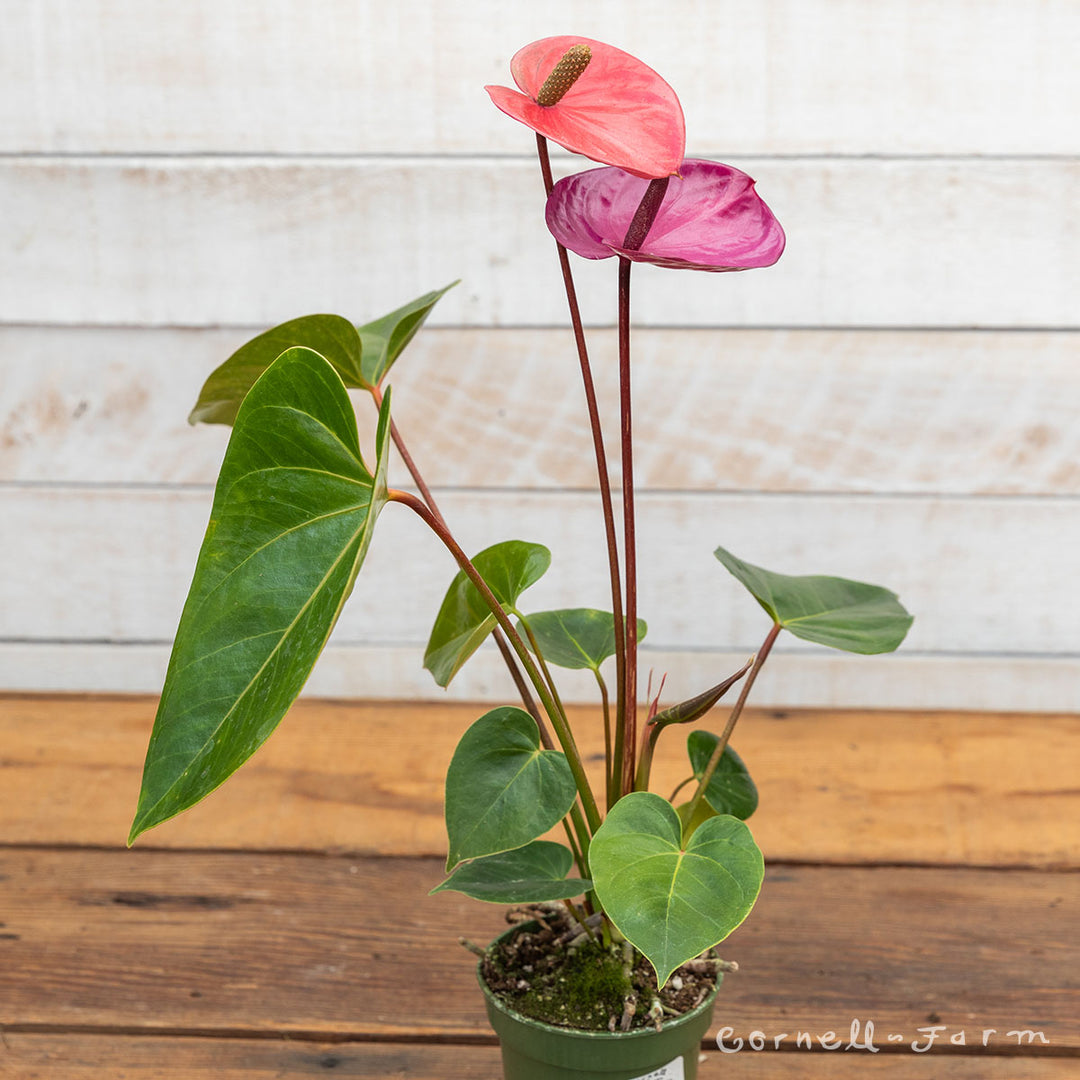 Anthurium andraeanum 4in Assorted Flowering – Cornell Farm