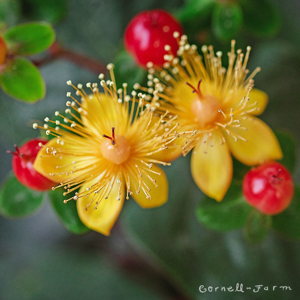 Hypericum Sangria 1gal St. John's Wort