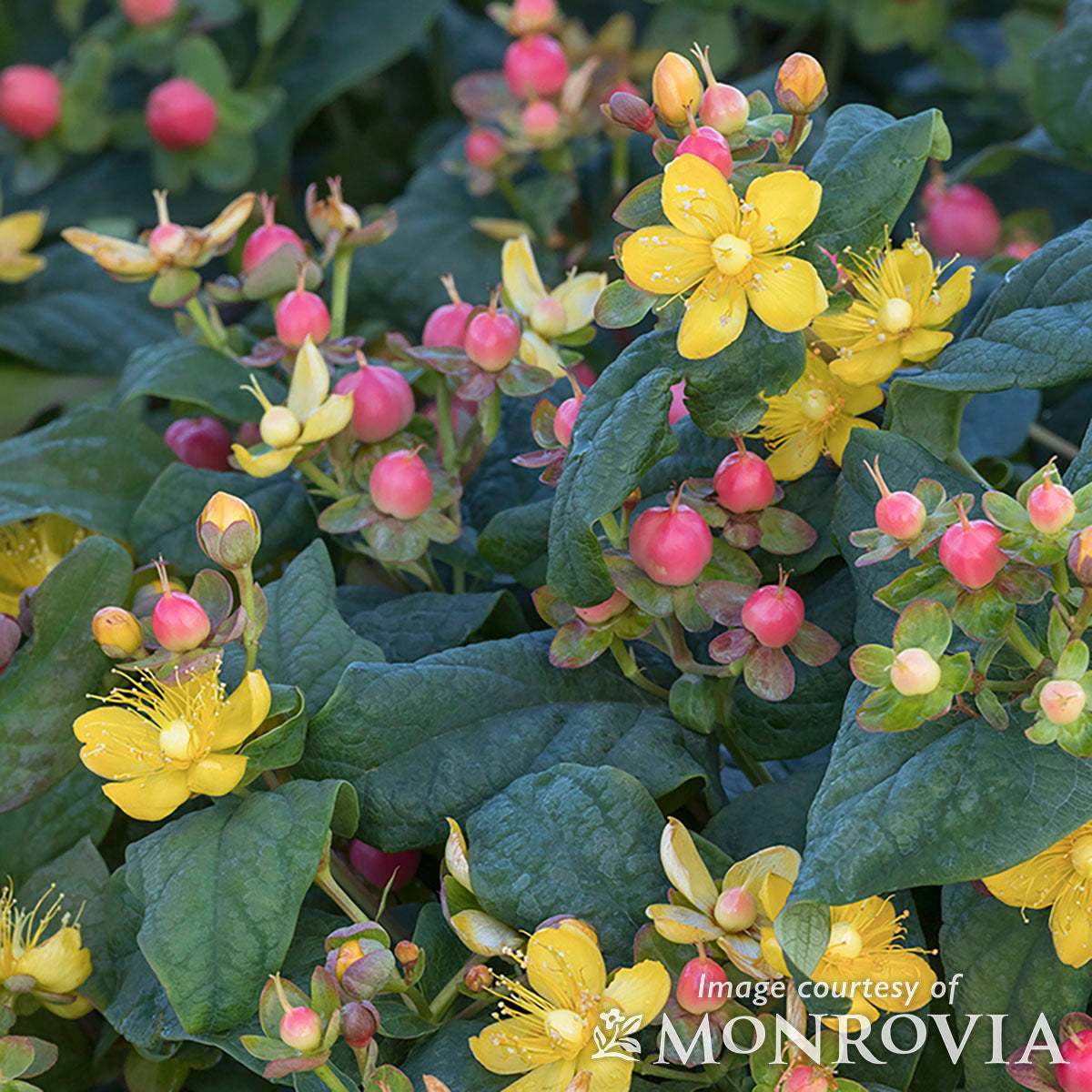 Hypericum Rosa Hypericum Floralberry Rose 2gal St. John's Wort – Cornell Farm