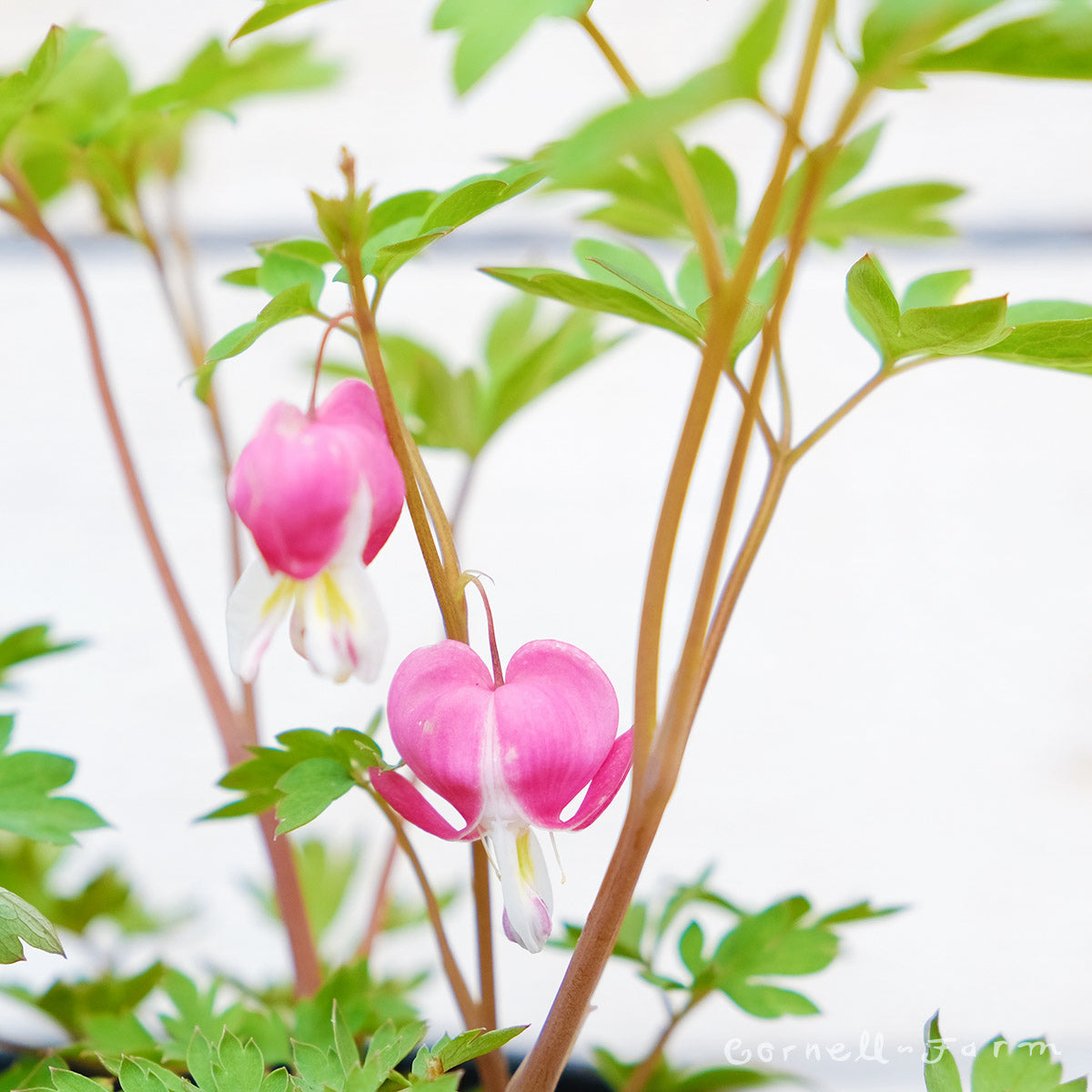 Dicentra spectabilis 1gal Bleeding Heart CF