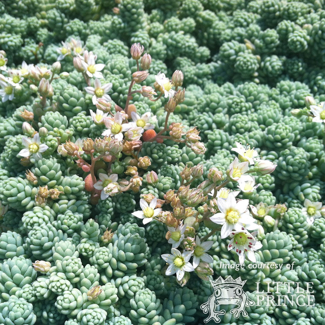 sedum major succulent Sedum dasyphyllum Major 4.25in CF – Cornell Farm