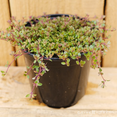 Thymus Creeping Red 4.25in Thyme coccineus CF